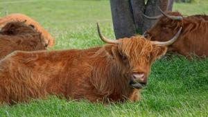 Glencoe Country Bed and Breakfast