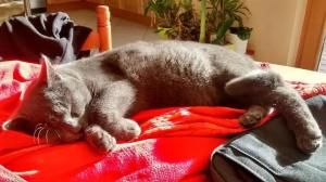 B&B / Chambres d'hotes chez Marie et Eric : photos des chambres