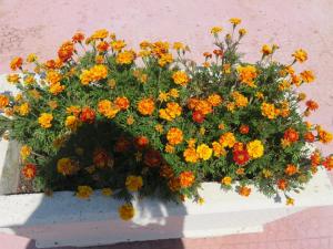 Trulli di nonna Marietta