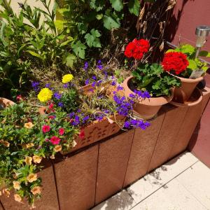 FeWo Sonnenblume mit sauna