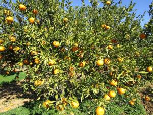 Quinta do Coelhoazul