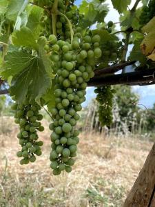 Quinta do Coelhoazul