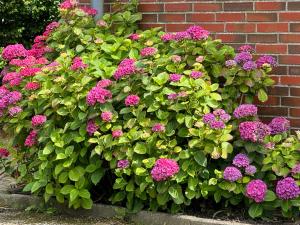 Ferienwohnung Deichgraf