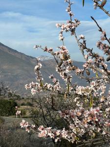 Cortijo Vacas Gordas B&B