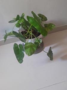 AGRAWAL BHAVAn 1 only for indians