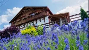 Gold Horse Vendégház - 上塔尔卡尼