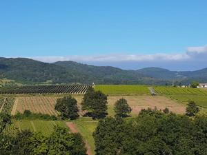 Maisons de vacances La Roche - au calme face aux vignes - : photos des chambres