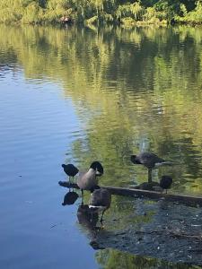 Appartements PARIS et CDG : photos des chambres