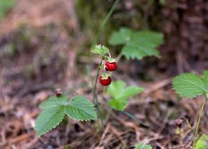 Domki całoroczne Koczalski Chillout KASZUBY