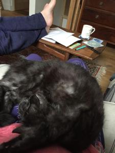 Stunning Central Brighton Home