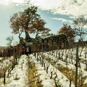 La tappa del vignaiolo B&B img20