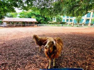 Wellness World Chiva Khao Yai