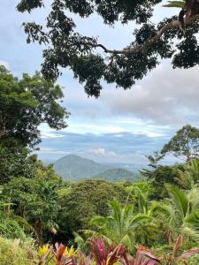 Pine and Fern Resthouse