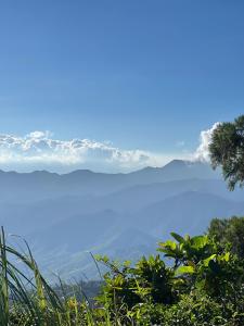 Pine and Fern Resthouse