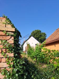 Apartmán se saunou a vinný sklep Živjeli