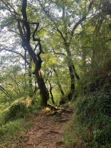 Forrest Road Residence