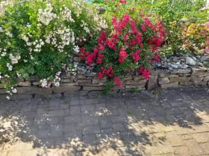 Appartements GITE DANS VIGNOBLE ALSACIEN : photos des chambres