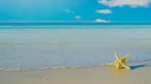 شقه غرفتين لك ب الكامل - 萨法加