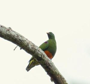 Pondok Wisata Eco village Malagufuk