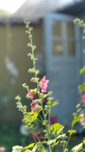 Dyrlev Bed & Breakfast