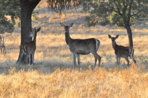 PUEBLO ENCANTO, Apartamento Rural