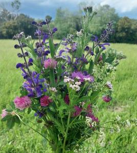 Appartements Eden - Mas de Rousseau : photos des chambres