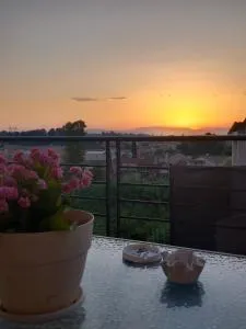 Fox's Sunshine - Alepou