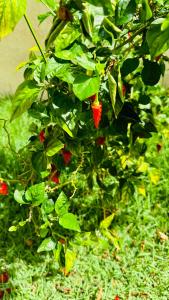 CASA DE PRAIA COM 05 SUITES- PARAÍSO A 8 min Do MAR