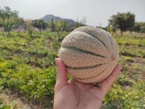 Appartamento Sulcis Sardegna img41
