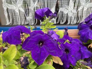 Maisons de vacances Une halte entre terre et mer : photos des chambres