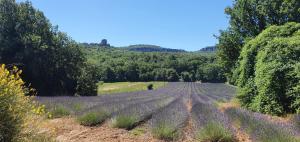 Maisons de vacances CHRIS LE VERGER : photos des chambres