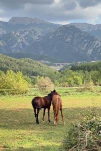 Alberg rural torre del baró