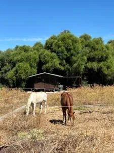 Cabaña rústica en un rancho con caballos, Prado del Rey, Andalucía - Prado del Rey