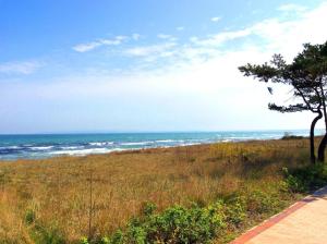 Seelöwe - Arkonablick