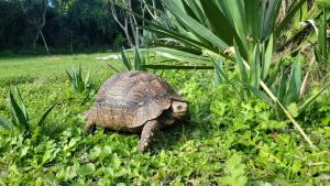 The Nest at Au Petit Paradis