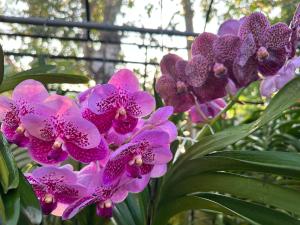 Asian Vanda Villas