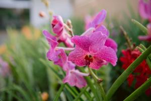 Asian Vanda Villas