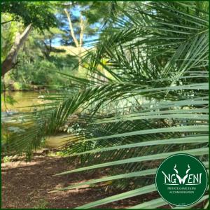 Off-Grid Campsites at Ngweni Private Game Farm Accommodation