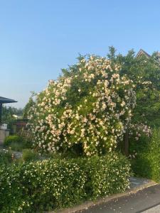 Ferienwohnung Hinterhermsdorf Glaser