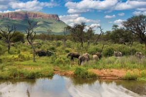 Marakele National Park, Hartbeestfontein, 2194, South Africa.