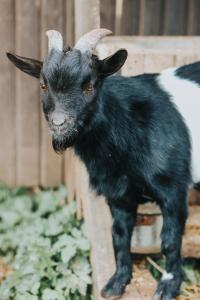 Weavers Guest House Kalndaki