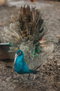 Weavers Guest House Kalndaki