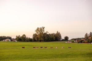 Vogelbauer Einliegerwohnung