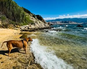 Mila Pet friendly holiday house with private place on the beach 