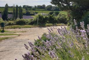 Maisons de vacances Le Clos du Grand Chene - gites 4 etoiles - : photos des chambres