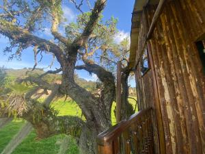 Casa del árbol Amadeus Guatavita