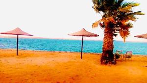 قرية منيه فايد