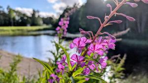 Rolig häst, Kaneeling Stugby AB