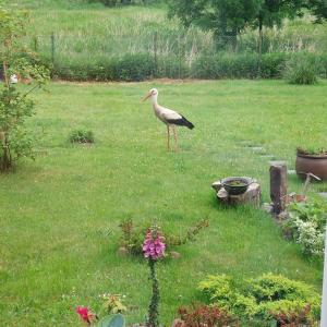 Storchenwiese Wald Meer Natur