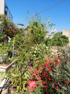 Share room thissio nearby Acropolis